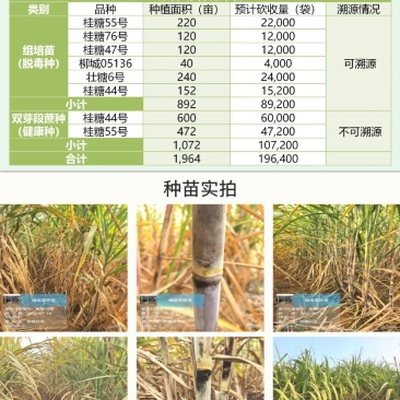 甘蔗脱毒种苗
