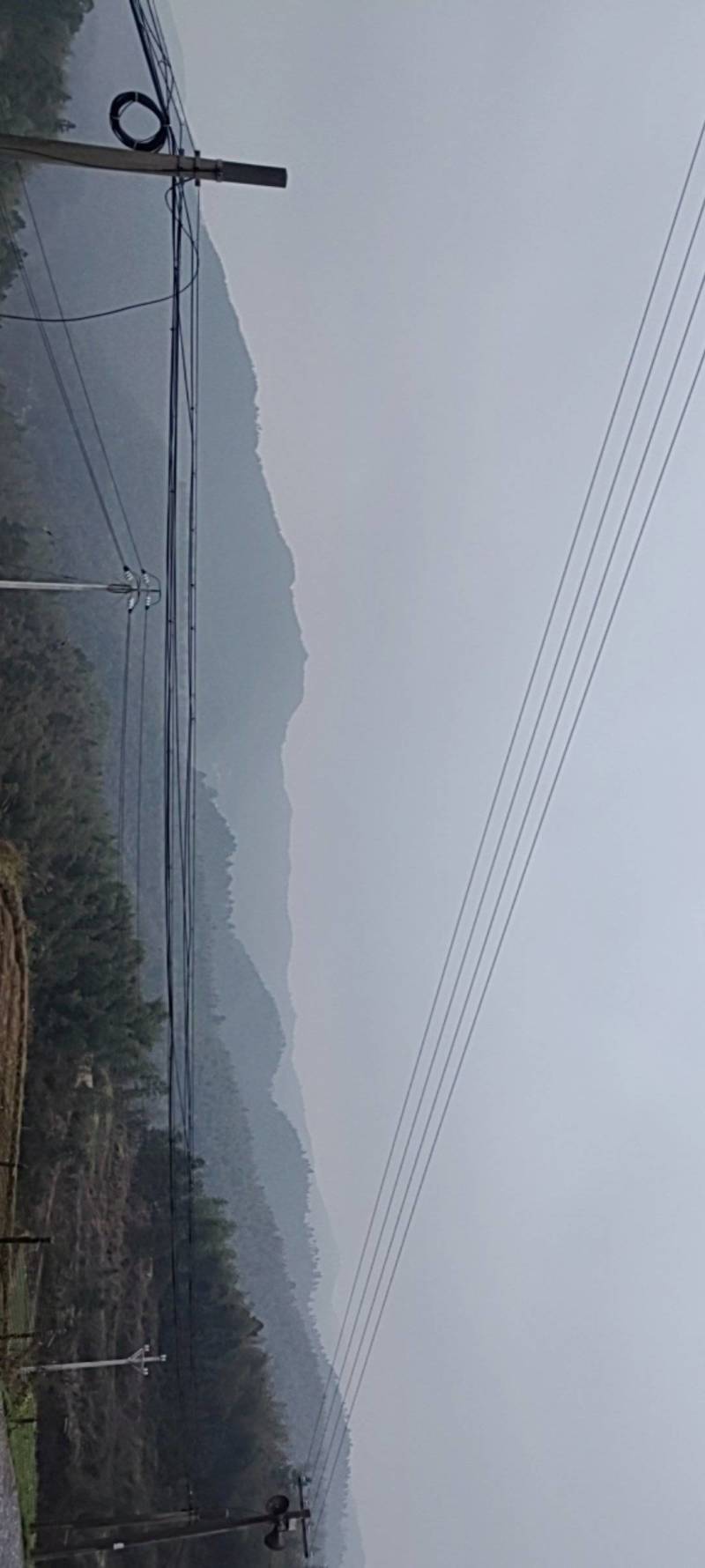 湖南邵阳高海拔纯野生春笋