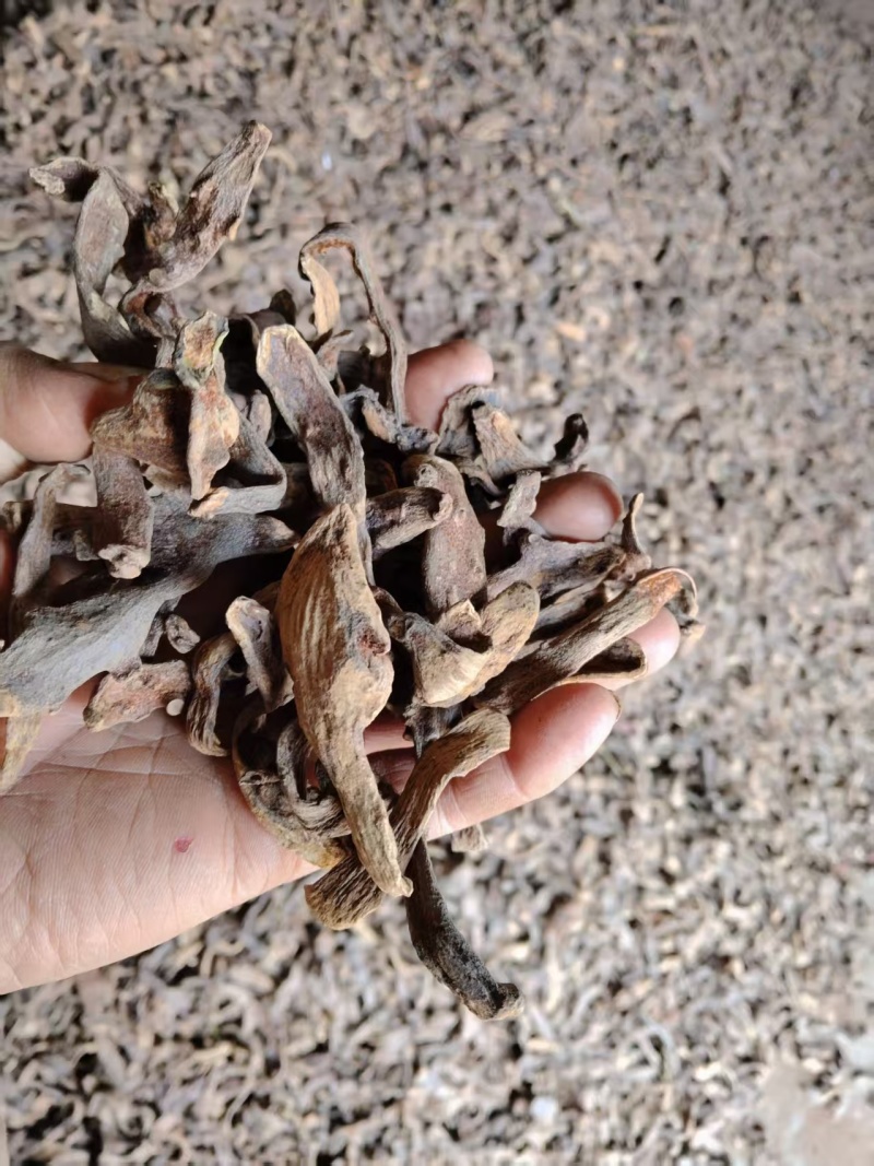 骨碎补中药材之一