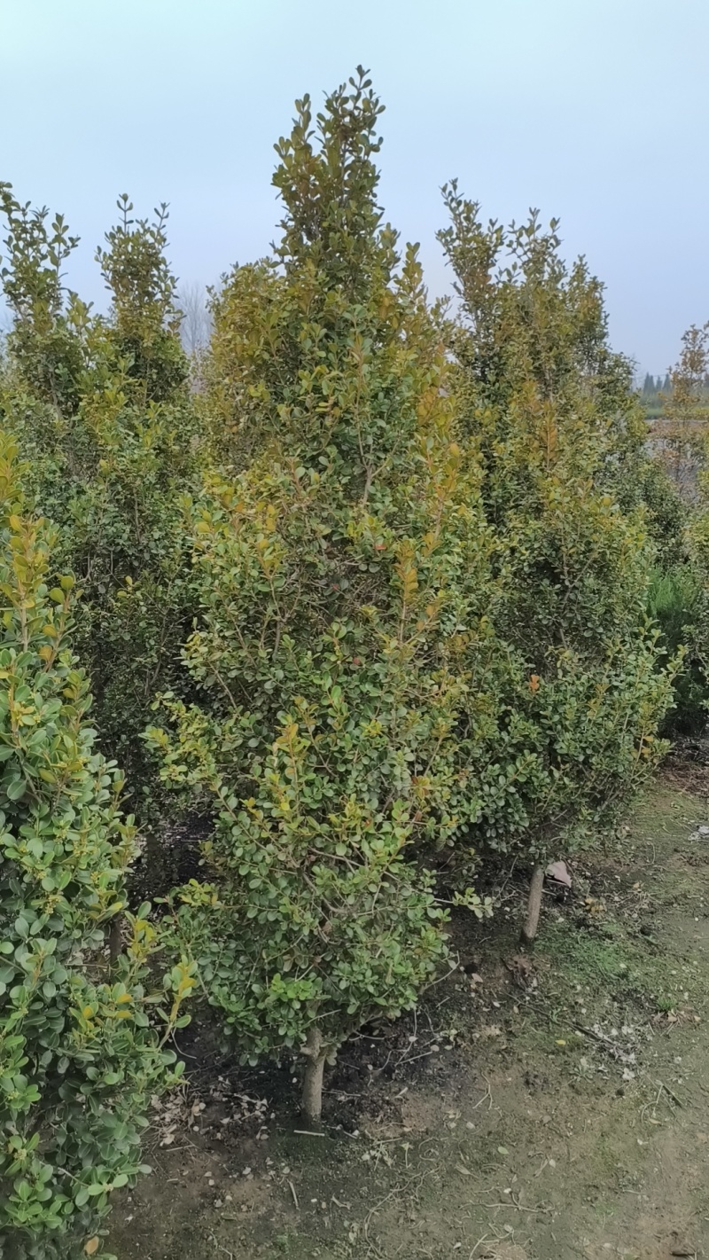 瓜子黄杨树1一5公分，单杆黄杨树，小叶黄杨树，小叶黄杨树
