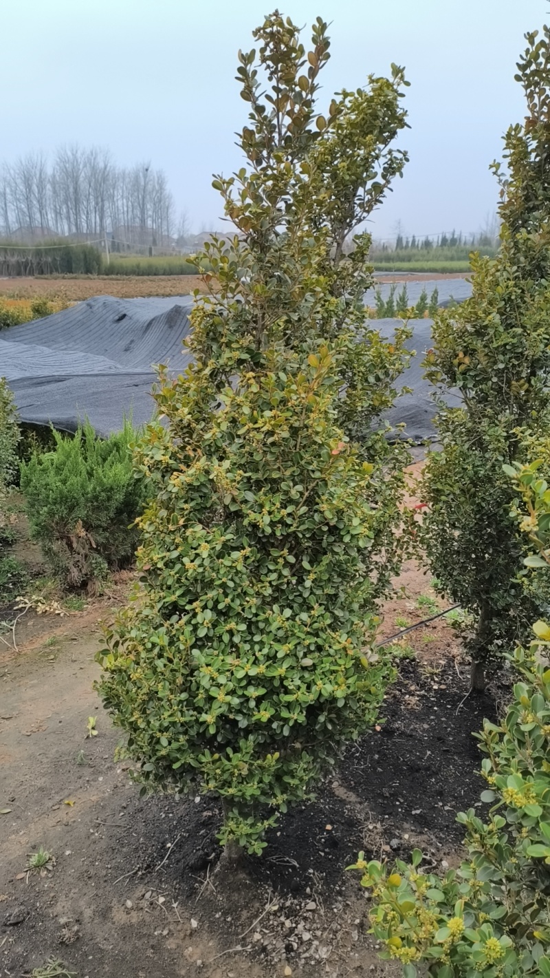 瓜子黄杨树1一5公分，单杆黄杨树，小叶黄杨树，小叶黄杨树