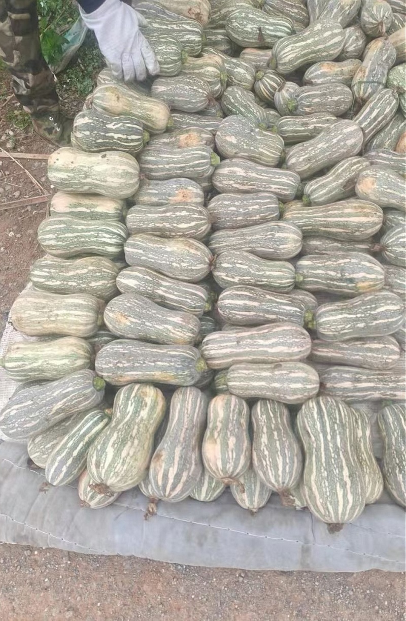 南瓜种子甜蜜南瓜高产高品质小型花生南瓜
