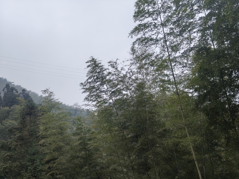湖南邵阳高海拔纯野生春笋