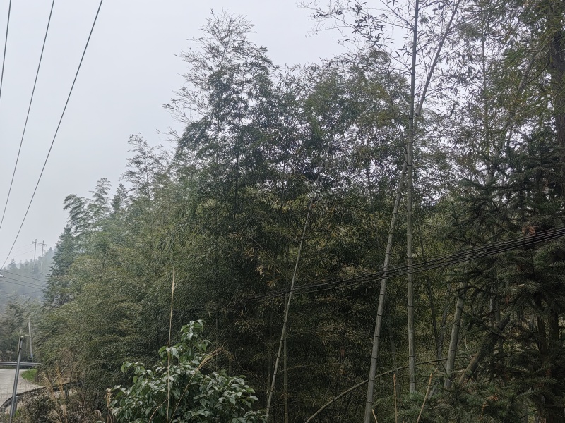 湖南邵阳高海拔纯野生春笋