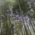 湖南邵阳高海拔纯野生春笋