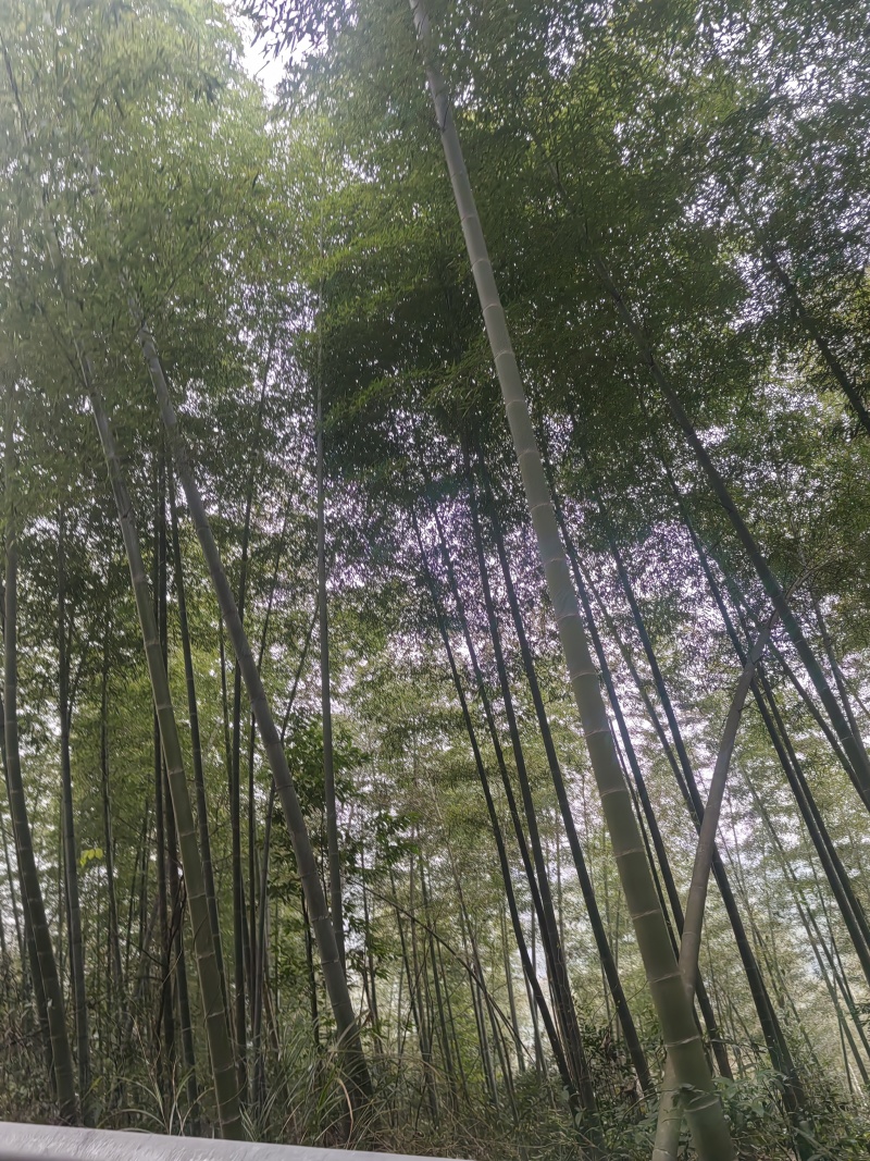 湖南邵阳高海拔纯野生春笋