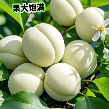 杏树苗，大果香白杏树苗，基地直发，假一赔十，欢迎实地考察