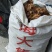 遂溪本地黄金沙姜种子