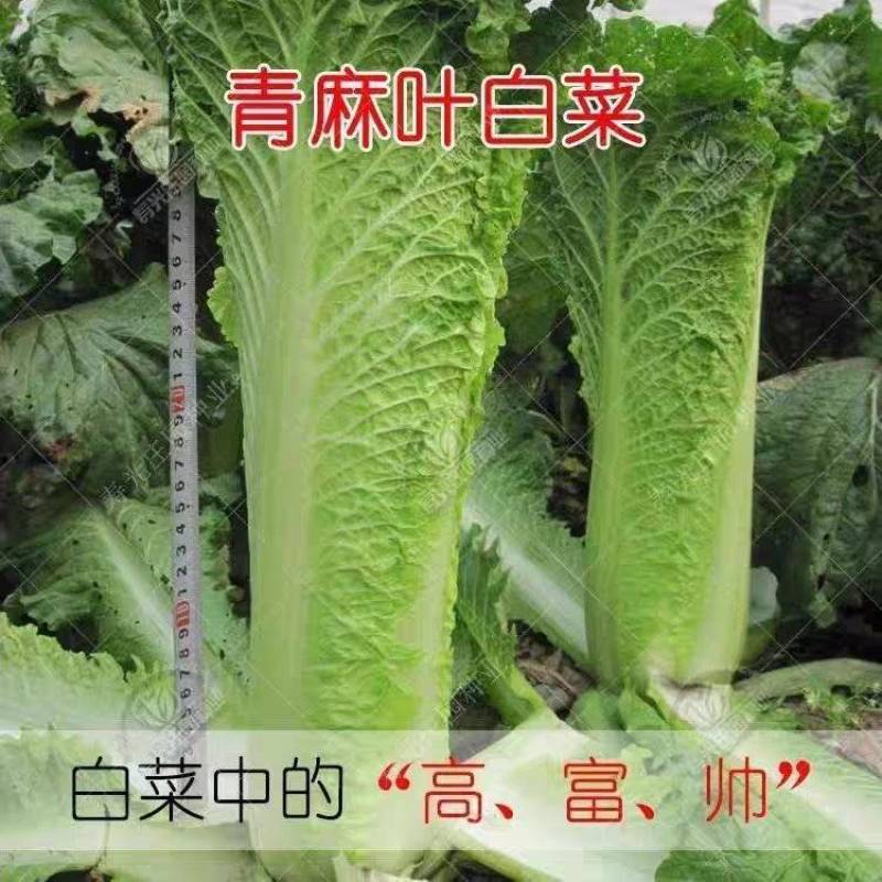 秋绿60白菜产地看货论价保质保量欢迎订购