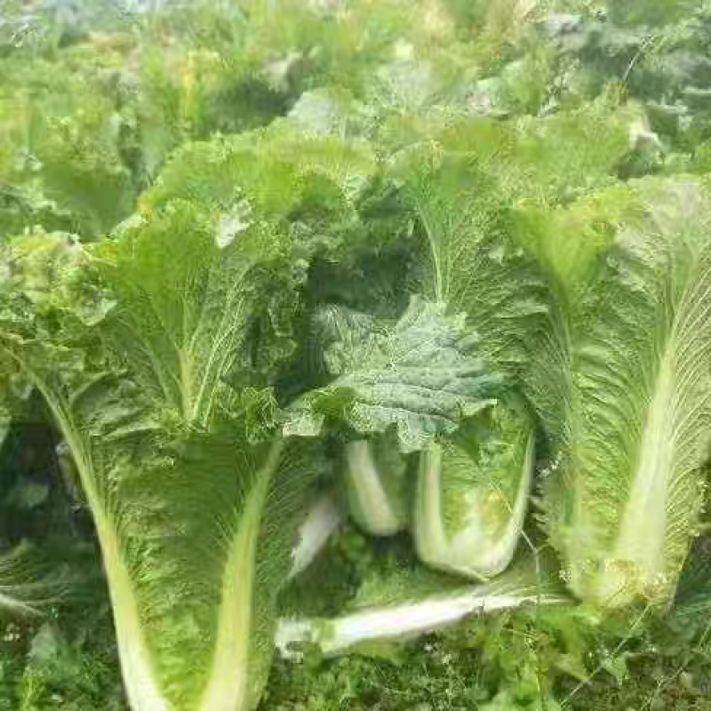 秋绿60白菜产地看货论价保质保量欢迎订购