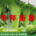 秋绿60白菜产地看货论价保质保量欢迎订购