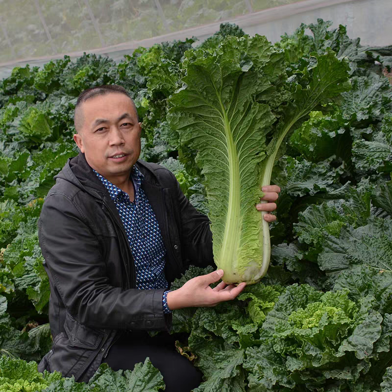 秋绿60白菜产地看货论价保质保量欢迎订购