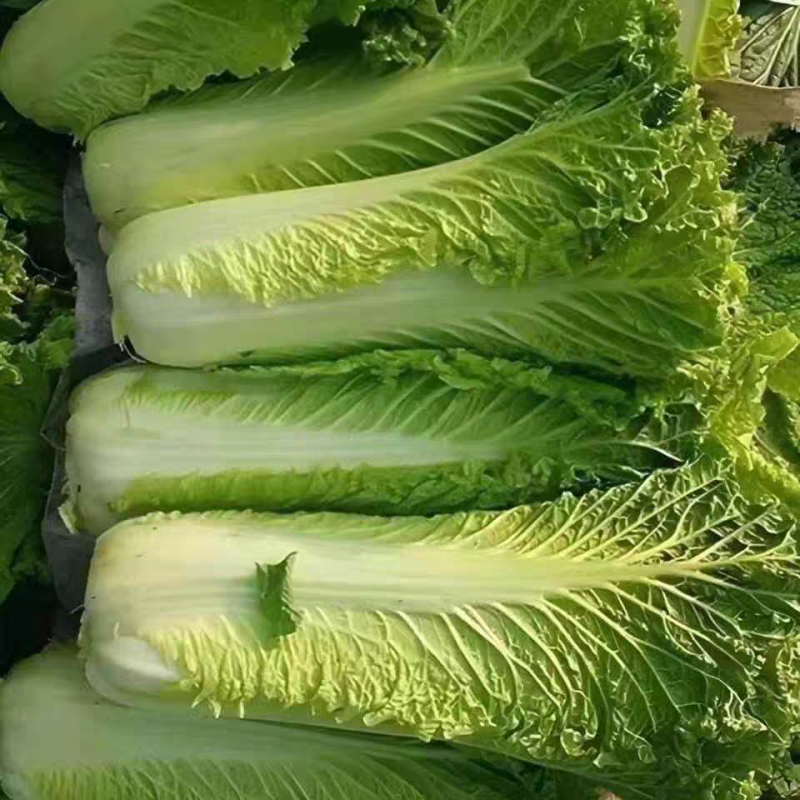秋绿60白菜产地看货论价保质保量欢迎订购