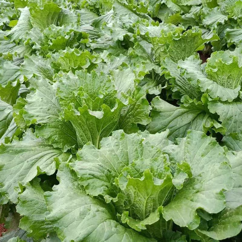 秋绿60白菜产地看货论价保质保量欢迎订购