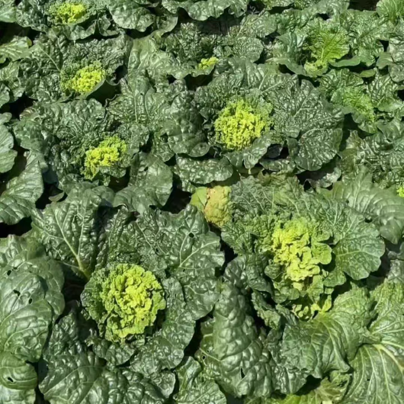 秋绿60白菜产地看货论价保质保量欢迎订购