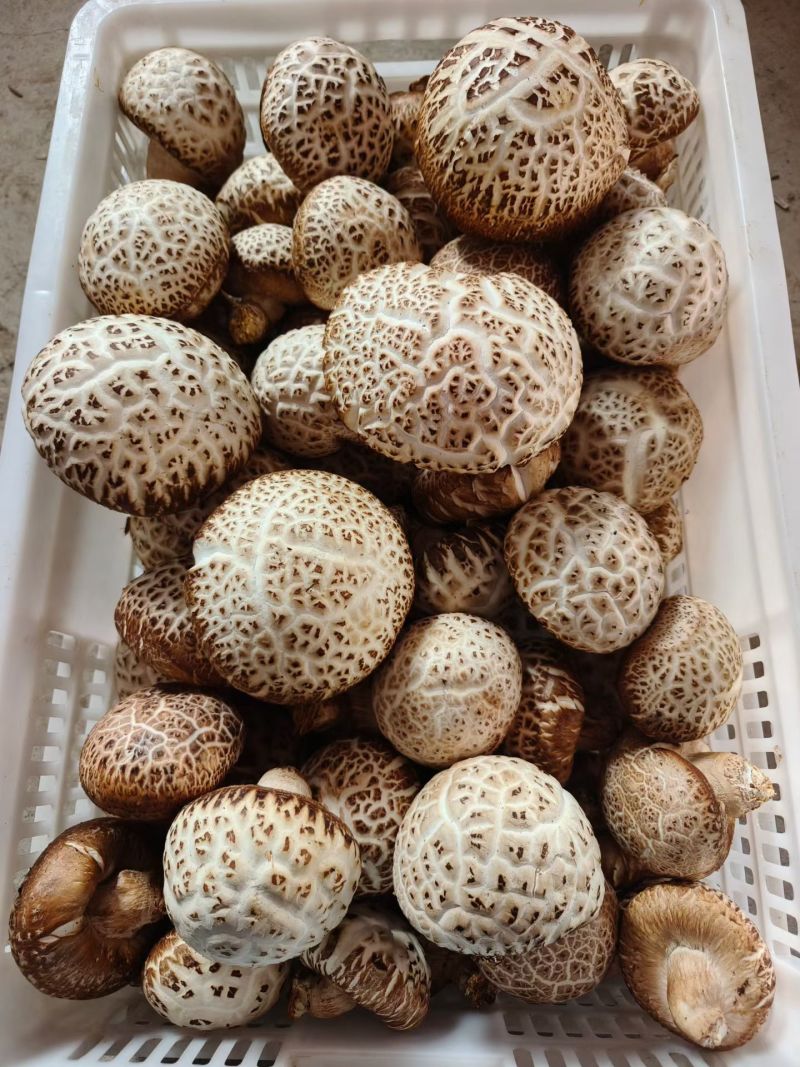 香菇