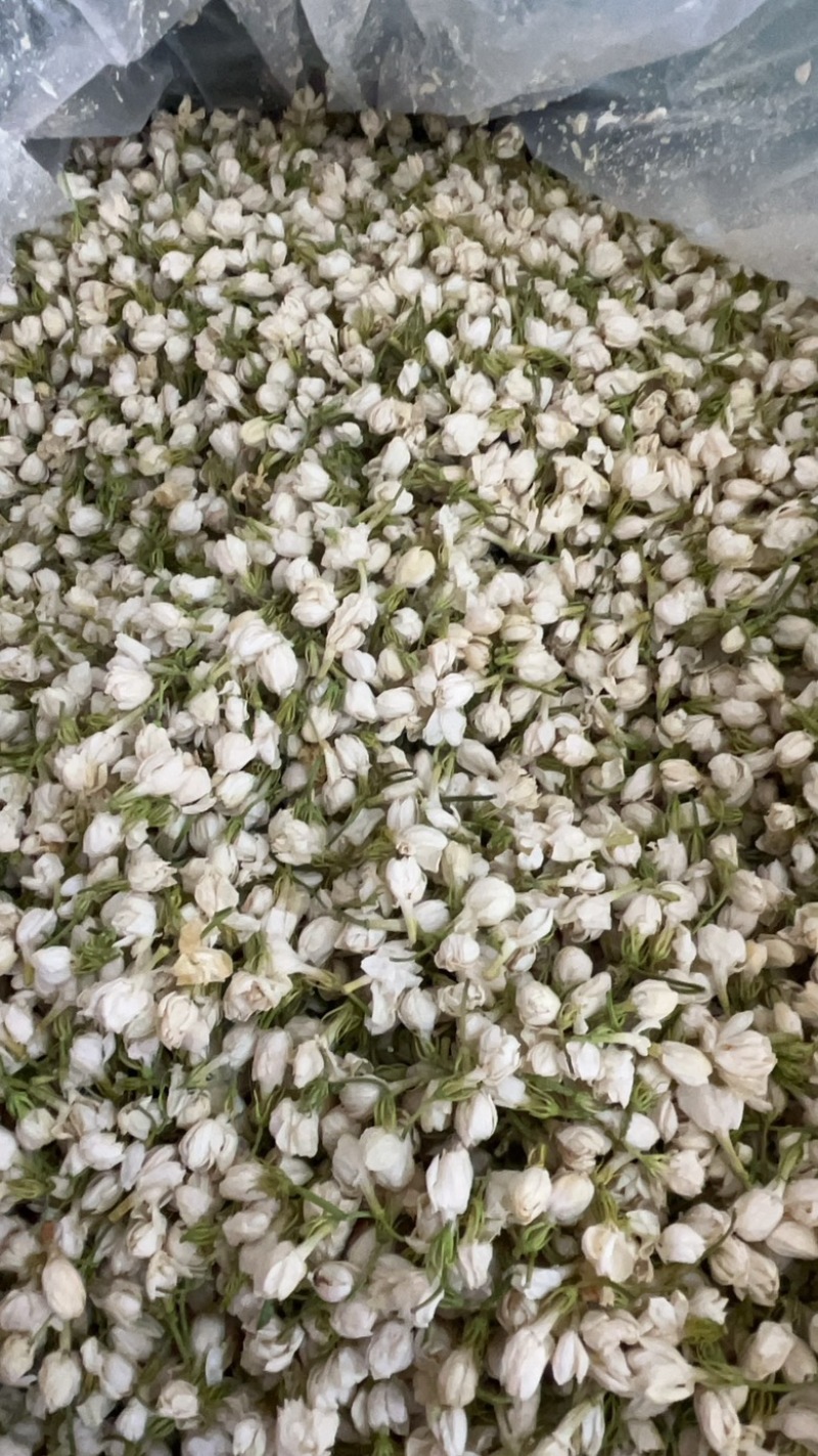 茉莉白茶小圆饼紧压茶工厂批发