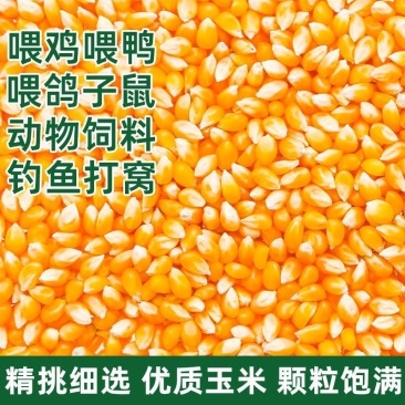 养殖专用碎玉米，适用于鸡鸭鹅牛羊驴马，500斤起发！