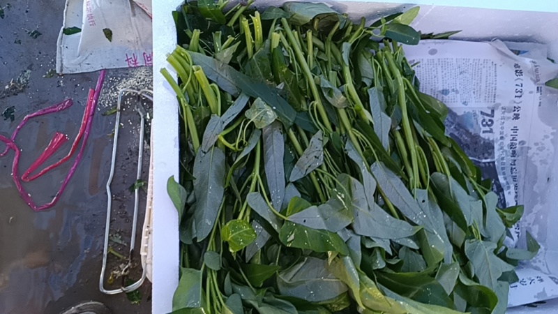 广东广西批发空心菜