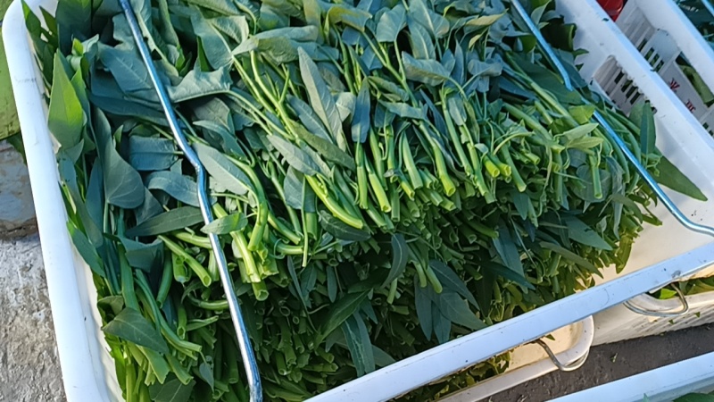 广东广西批发空心菜