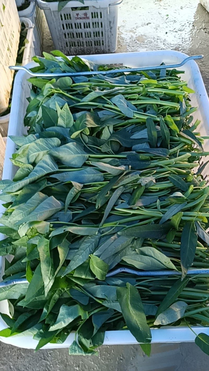 广东广西批发空心菜