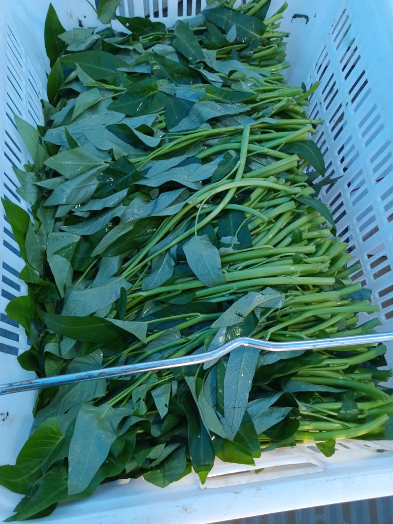 广东广西批发空心菜