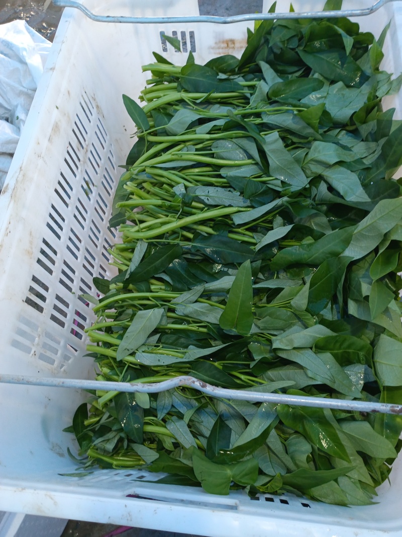 广东广西批发空心菜