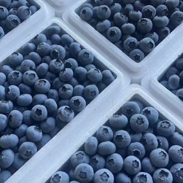 山东蓝莓产地一手货源新鲜直达支持一件代发