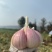 云南新鲜红皮蒜通货，精品