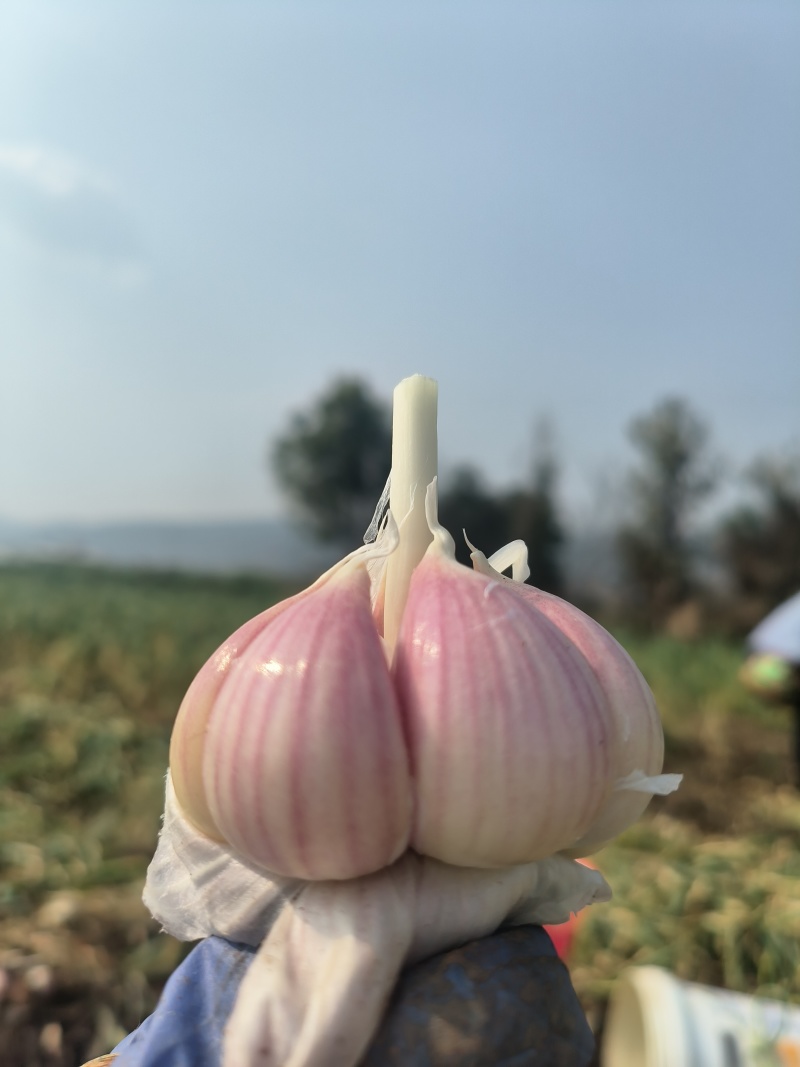 云南新鲜红皮蒜通货，精品