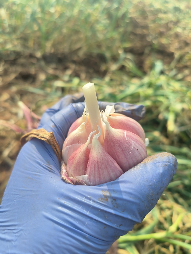 云南新鲜红皮蒜通货，精品