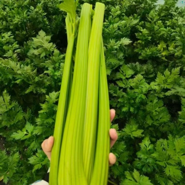 江苏南通海门西芹大量上市，价格优惠质量精品，供电商超市，