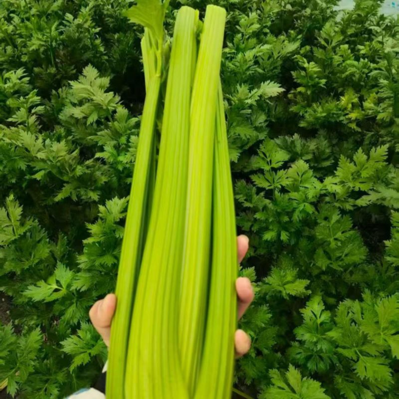 江苏南通海门西芹大量上市，价格优惠质量精品，供电商超市，