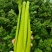 江苏南通海门西芹大量上市，价格优惠质量精品，供电商超市，