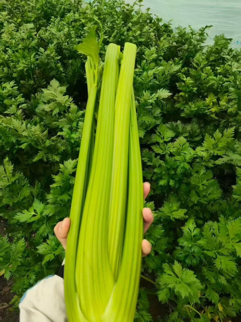 江苏南通海门西芹大量上市，价格优惠质量精品，供电商超市，