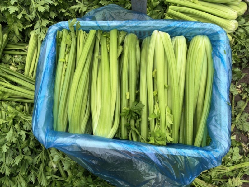 江苏南通海门西芹大量上市，价格优惠质量精品，供电商超市，