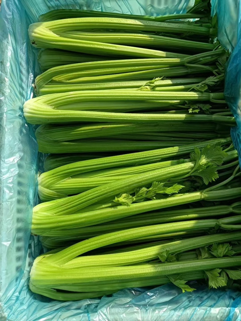 江苏南通海门西芹大量上市，价格优惠质量精品，供电商超市，