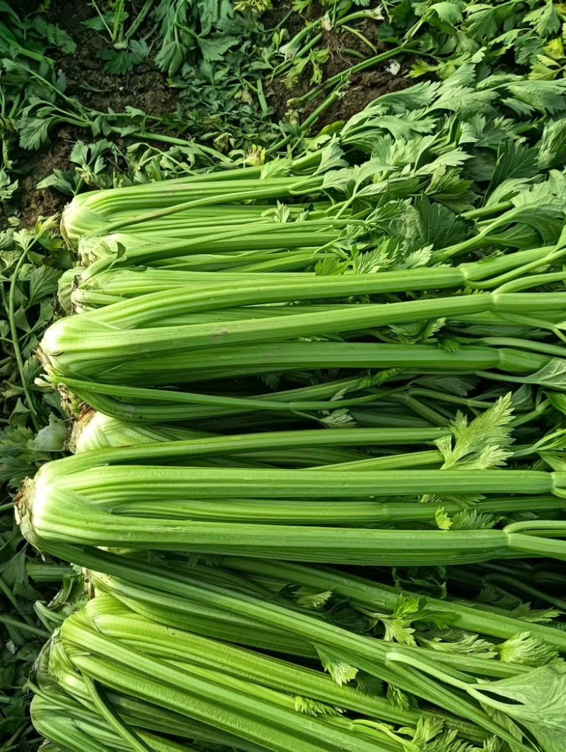 江苏南通海门西芹大量上市，价格优惠质量精品，供电商超市，