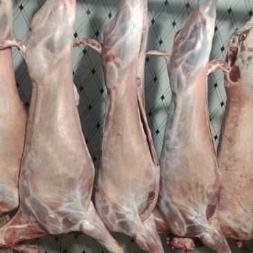 活羊现宰鲜羊肉