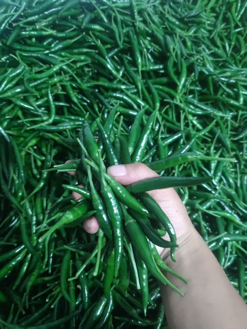 青小米一手货源大量供应市场电商质量保证