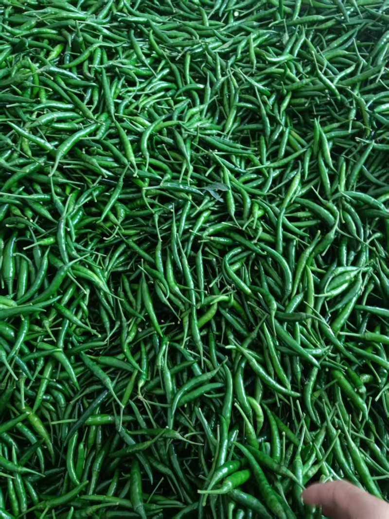 青小米一手货源大量供应市场电商质量保证