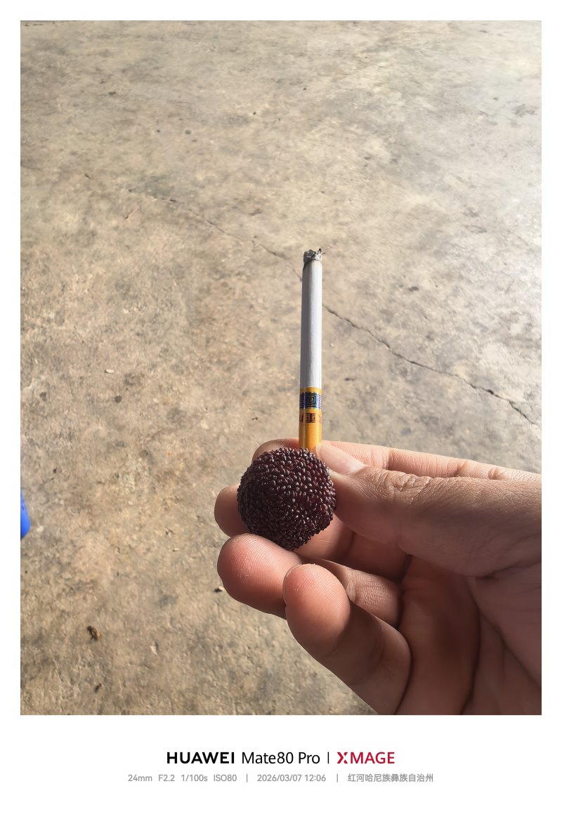 26年特早梅，