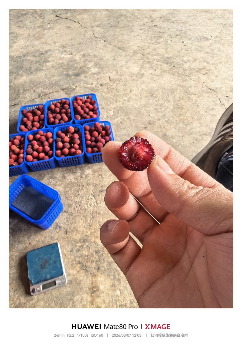 26年特早梅，