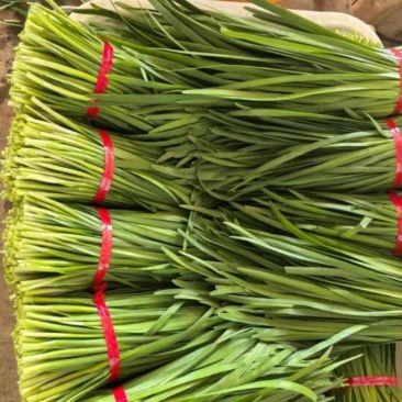 韭菜露天种植