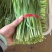 韭菜露天种植