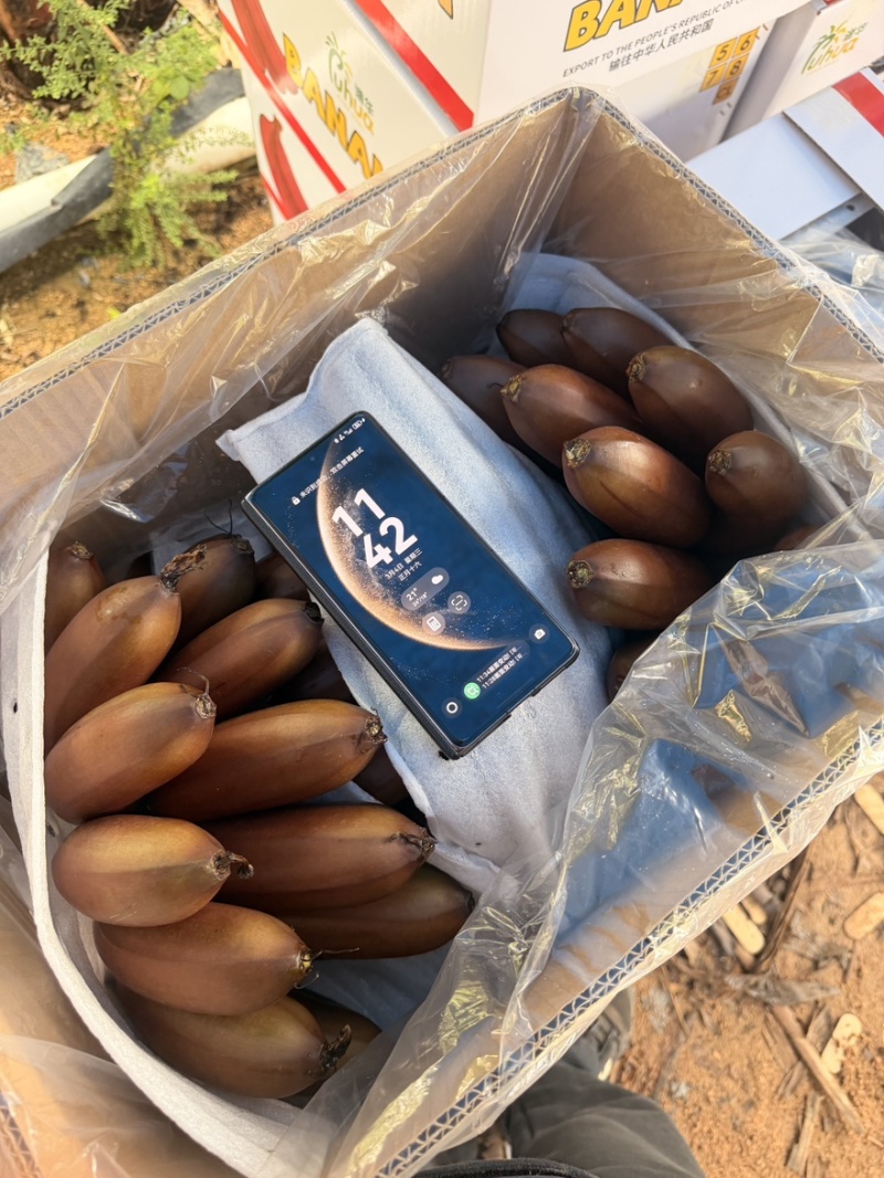 海南精品皇帝蕉，红香蕉，产地全国直发质量保证货源充足