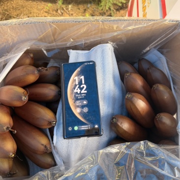 海南精品皇帝蕉,红香蕉,产地全国直发质量保证货源充足