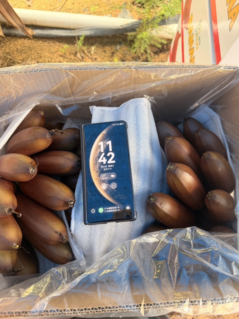 海南精品皇帝蕉，红香蕉，产地全国直发质量保证货源充足