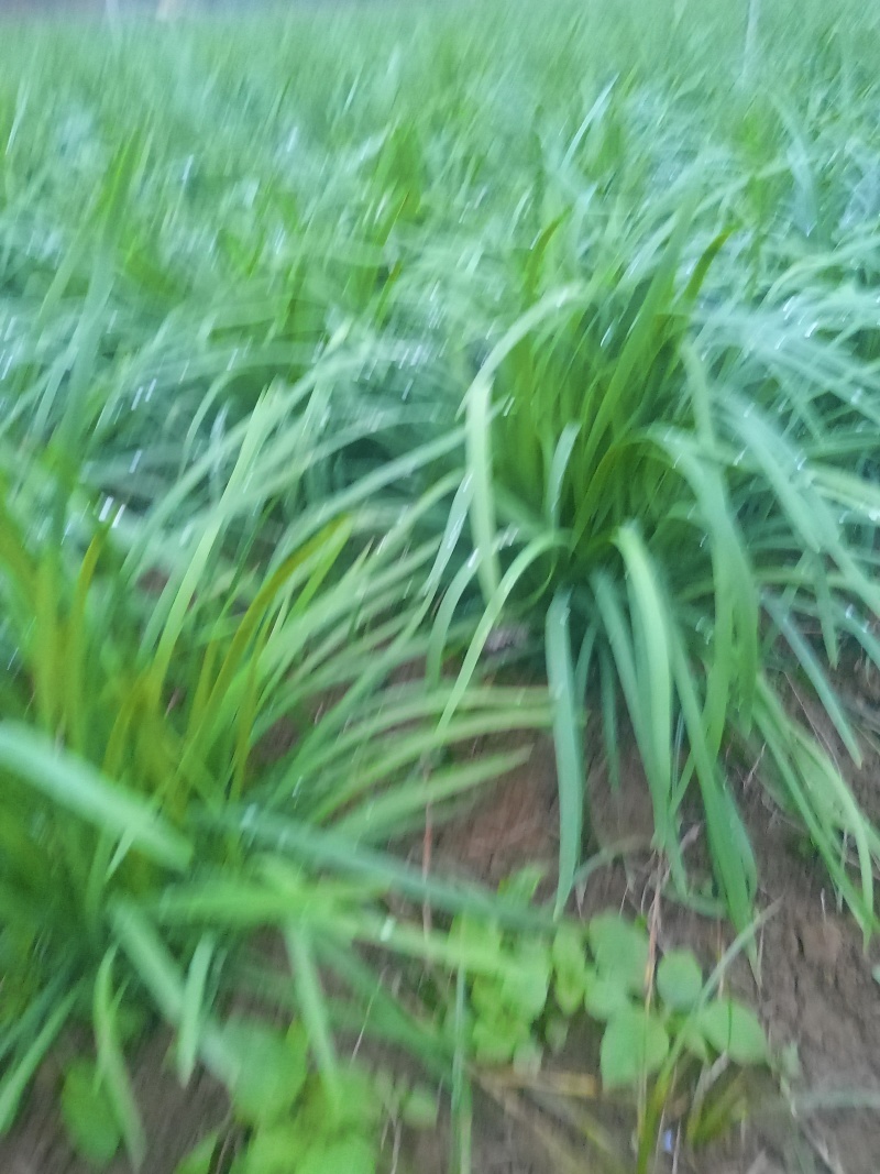 贵州小叶韭菜