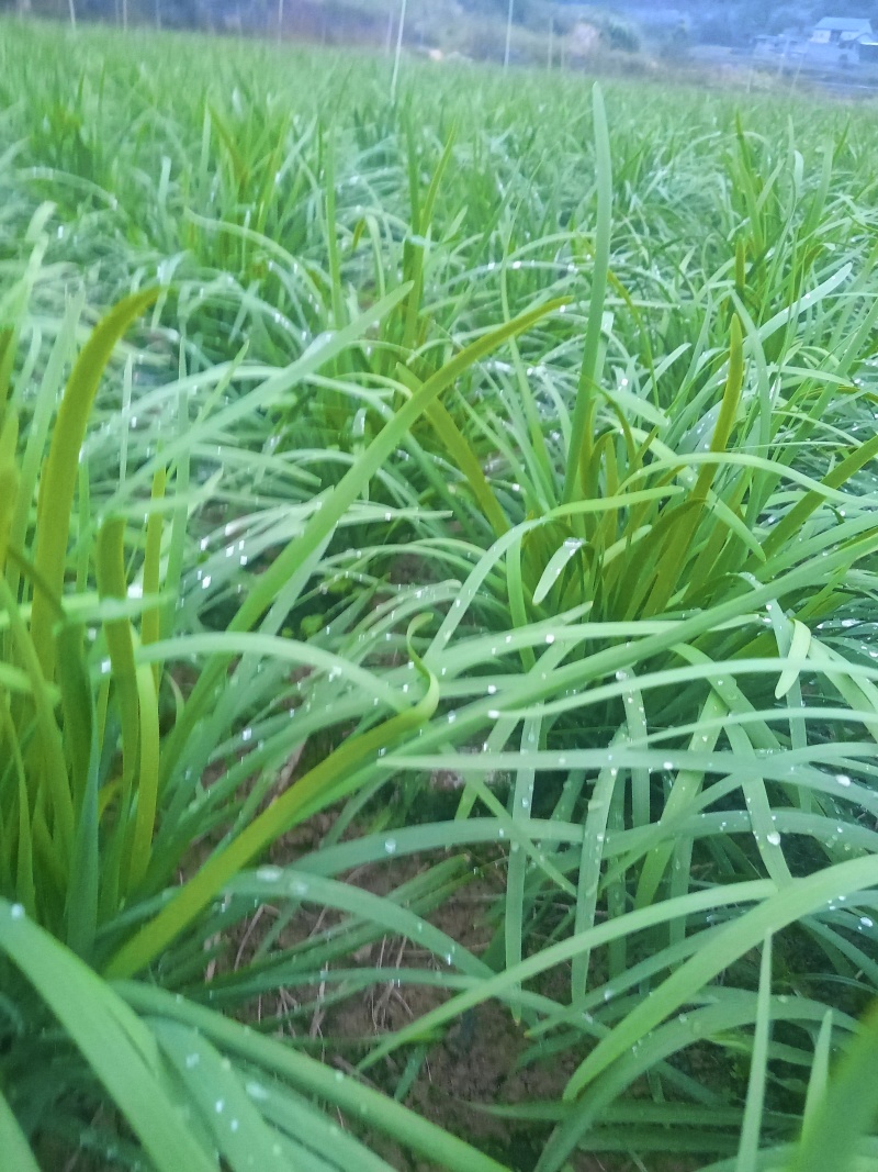 贵州小叶韭菜